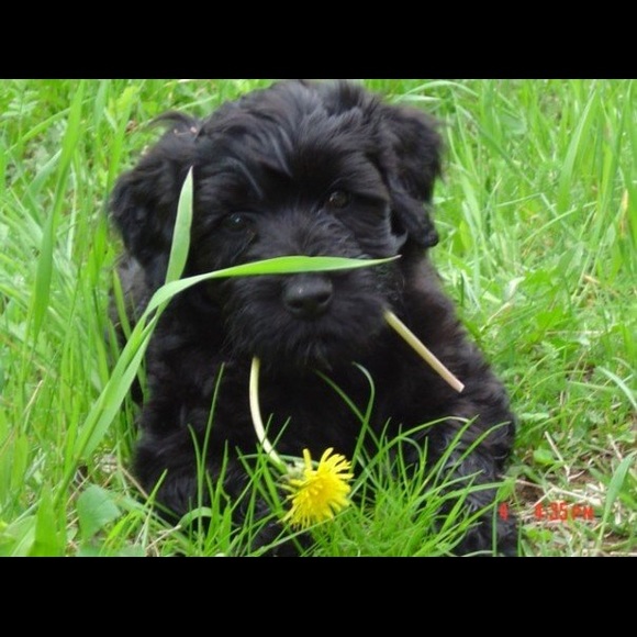 Meet your Posher, K - Picture 1 of 1